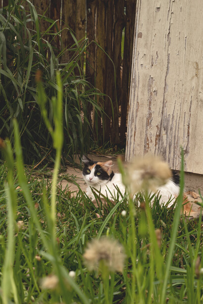 Me encuentro al ver la danza de los árboles al son del viento, en la mirada misteriosa de mi gata Ramona