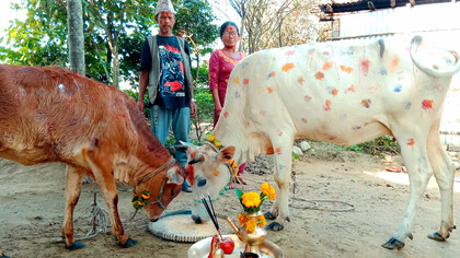 During Tihar, a Nepali couple honors a cow with offerings and rituals
