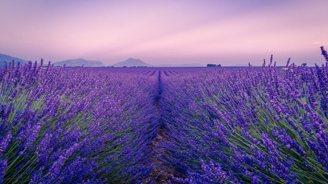 Lavandula angustifolia