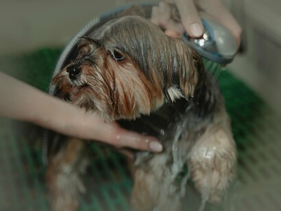 Contudo, Ana não se contentava apenas com o que era convencional. A sua inquietude e interesse por abordagens holísticas e integrativas para animais cresciam. Acreditava que tratar o animal era olhar para ele como um todo — não só para os sintomas, mas também para as causas e a relação profunda entre o animal e o dono