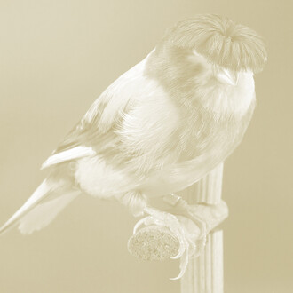 Carsten Höller, Canary (detail), 2009, Photogravure à la poudre d’or sur papier, Feuille 108x78cm (x9), Image 84,2x59 (x8), Image n°4 84,2x 62,8, Tirage : 17/24 et 6 exemplaires d’artiste, Centre national des arts plastiques, FNAC 2011-0165 (1 à 9) © Adagp, Paris / CNAP / photo : Galerie Air de Paris