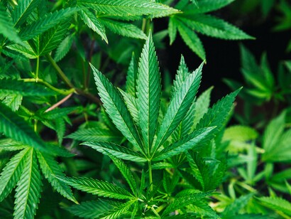 A thriving cannabis plant that represents how it can flourish as more countries take the stride towards legalizing it