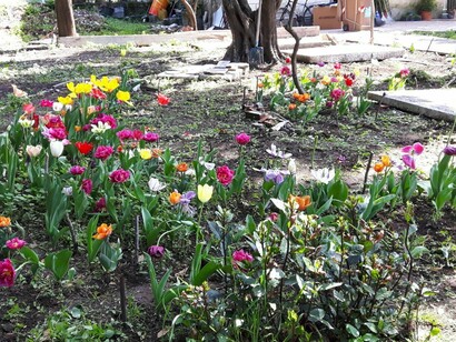 I tulipani del cimitero