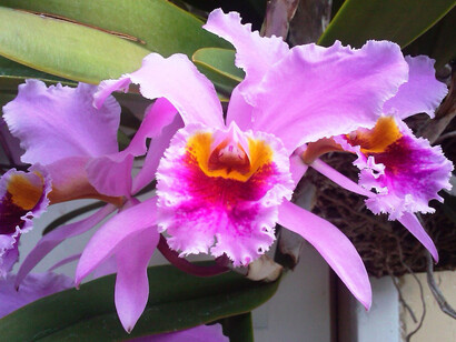 Orquídea púrpura, asociada a temas serios