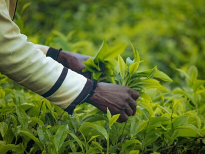 Agricultora. Isso resulta em altos custos de transporte e perda de produtos agrícolas nas zonas de produção. Muitos agricultores vendem seus excedentes logo após a colheita, a preços baixos, devido à falta de armazenamento adequado e pressão financeira. Essa prática prejudica sua renda e perpetua o ciclo de pobreza