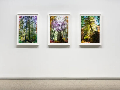 Sarah Anne Johnson, A mountain and a forest, exhibition view. Courtesy of Blouin Division