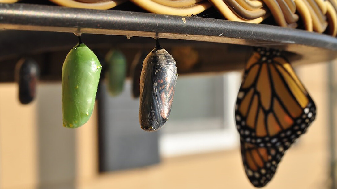 Personal growth is a captivating journey akin to the incredible transformation of three pupas into stunning butterflies