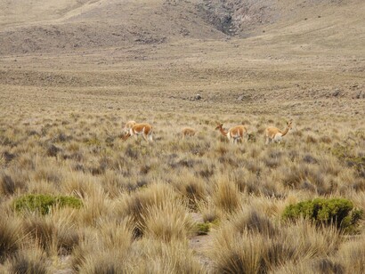 Perú lidera los esfuerzos de conservación de la vicuña, implementando leyes y prácticas sostenibles como el chaccu para proteger a esta especie