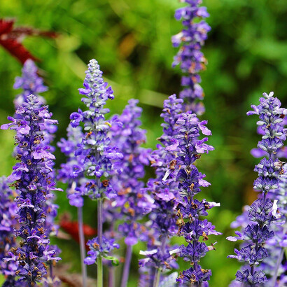 Fiori di salvia