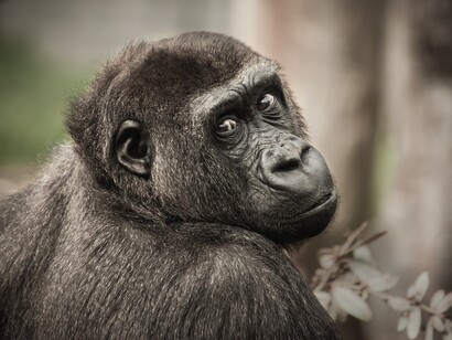 Tra un decennio se volessimo vedere le scimmie antropomorfe potremmo farlo solo negli zoo o bioparchi