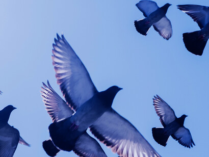 Wide open wings