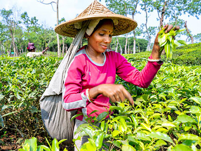 A beautiful woman picking tea in the fields of the Sylhet region in Bangladesh, reflecting rural development
