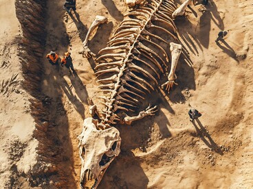 Trabalho arqueológico. Em 2018, a Lourinhã deu mais um passo na consolidação do seu estatuto de “capital dos dinossauros” ao abrir ao público o Dino Parque da Lourinhã