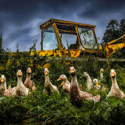 Tony Moore, Peeking Ducks