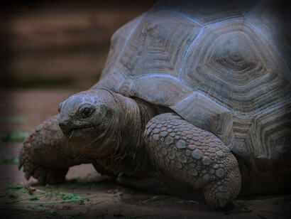 Large land tortoises can live to be much older. Their lifespan can be 150 years or more
