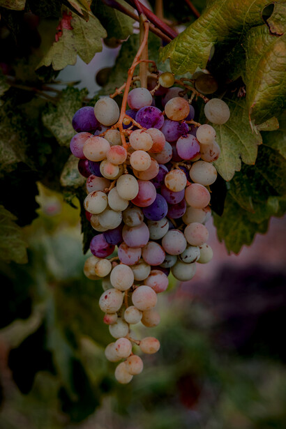The natural wine movement began in the Beaujolais region in France in the 1960s