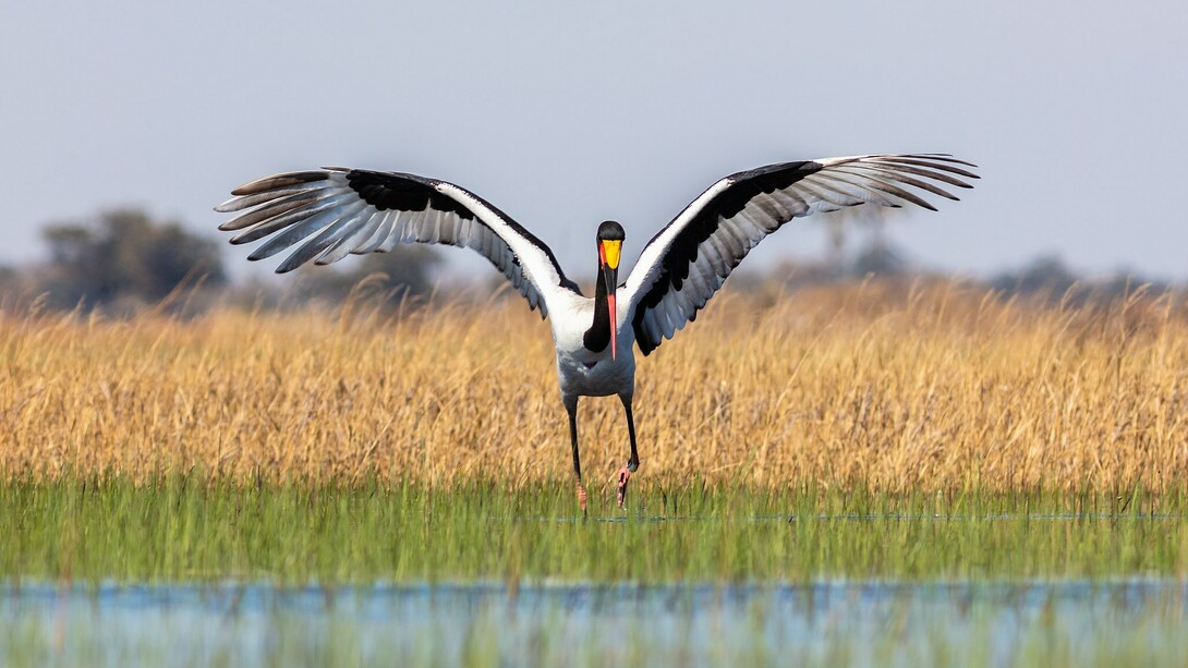 Cicogna nota come Becco a sella africano, Okavango Delta, Botswana