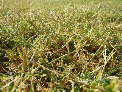 Cynodon dactylon. Presente occasionalmente come erbaccia; può essere invasiva nei climi più caldi e umidi, dove talvolta viene utilizzata come erba da prato a bassa manutenzione