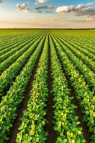 Plantação de soja, Mato Grosso, Brasil