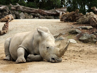 The apocalyptic loss of biodiversity
