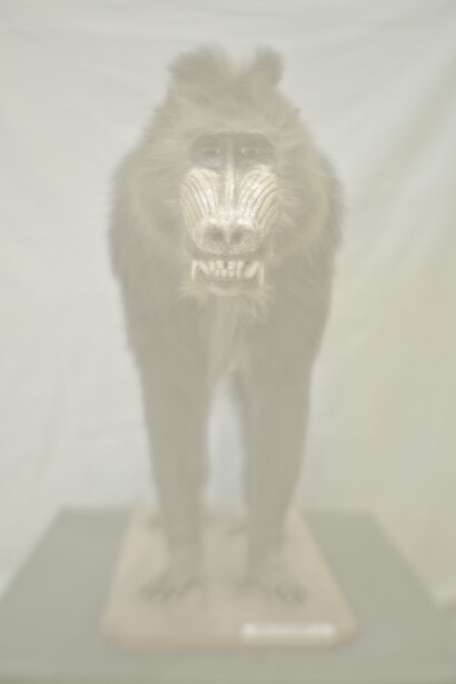 Daniel Malva, Mandrillus sphinx
