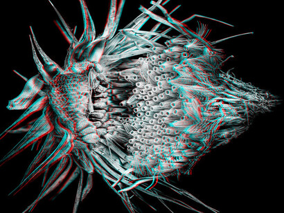 Sebastian Cramer, Two views on plants. Courtesy of Naturhistorisches Museum Wien 
