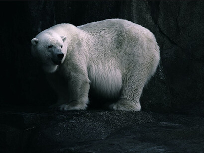 Maurizio Orrico, 52.524448, 13.389619 (Orso bianco)
