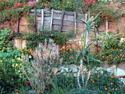 Un orto e giardino spontaneo