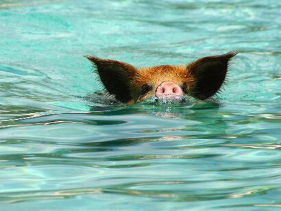One of the famous pigs of Exuma