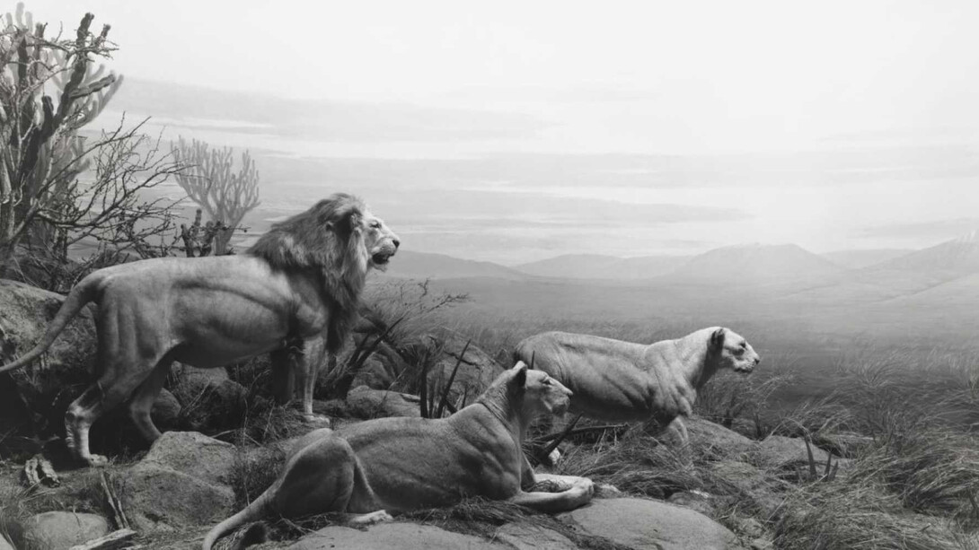 Hiroshi Sugimoto. Courtesy of Royal Museums of Fine Arts of Belgium
