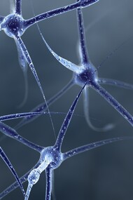 Neuroni al microscopio