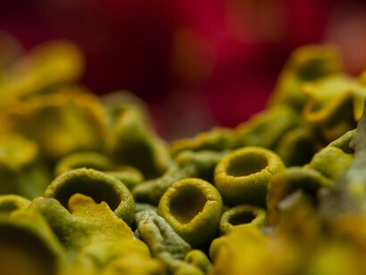 Immagine che rappresenta il lichene