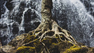 Plants don’t exist in isolation, but as part of a super organism that also contains microorganisms in a microbiome