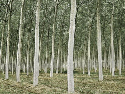 Pattern in Landscape. Courtesy of Front Room