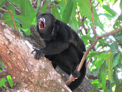 Mono congo o aullador («Alouatta palliata»). Foto: Eduardo Carrillo