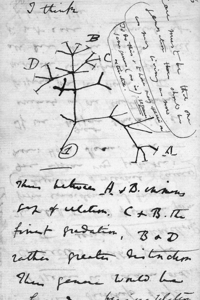 The authentic sketch from Darwin’ notebook of 1837