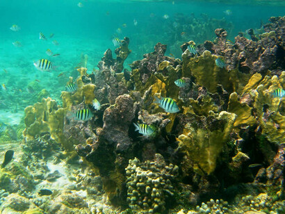 Fondos marinos del Parque Nacional Natural Corales del Rosario