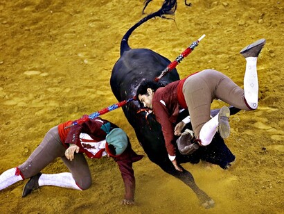 Forçados portugueses intentan detener al toro con sus cuerpos