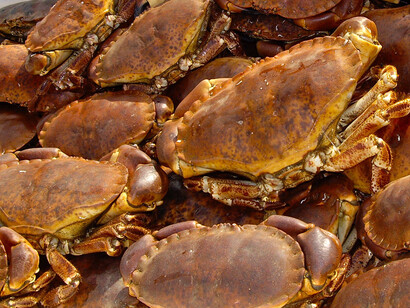 Plato de bueyes de mar