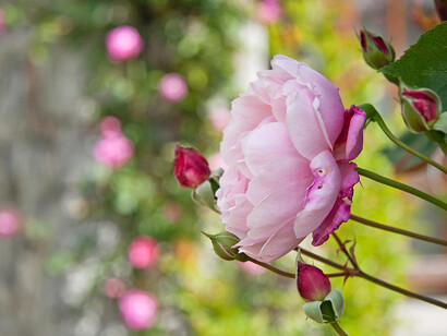 Giardino delle rose