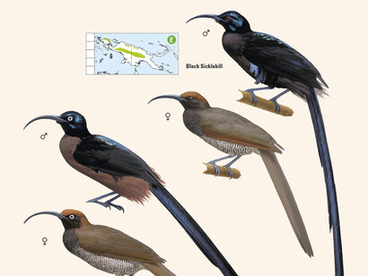 Astrapias from 'Birds of New Guinea' by Lynx Edicions