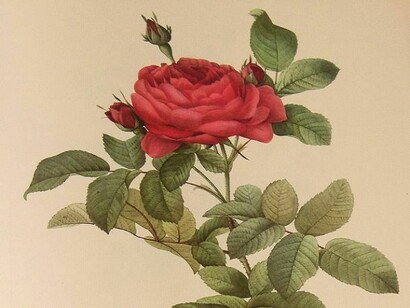 Stampa di Rosa gallica officinalis 
