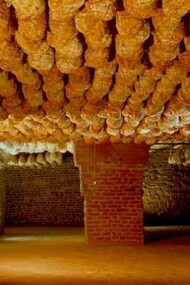 I culatelli di casa Spigaroli