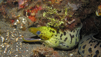 Un esemplare di murena, il Gymnothorax fimbriatus