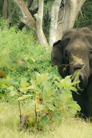 Elephant-friendly tea estate, Assam, India