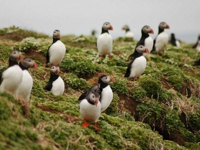Group of puffins