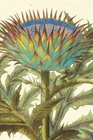 Hortus Eystettensis di Basilius Besler