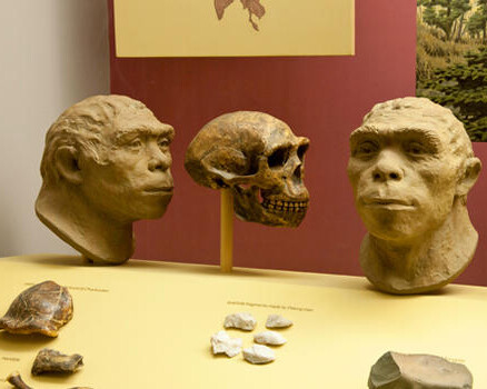 Spitzer Hall of Human Origins. Courtesy of American Museum of Natural History