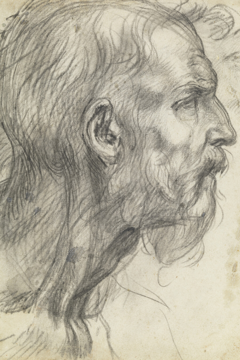 Andrea del Sarto (1486–1530) Study of a Bearded Man in Profile (detail), c. 1526–27 Black chalk, possibly with gray wash 8 9/16 x 7 1/8 inches Galleria degli Uffizi, Gabinetto Disegni e Stampe, Florence, by permission of the Ministero dei beni e delle attività culturali e del turismo