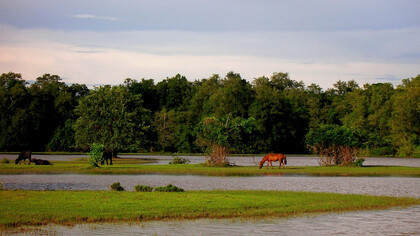 Marajo, fazenda Bom Jesus. Ph Raethia Corsini